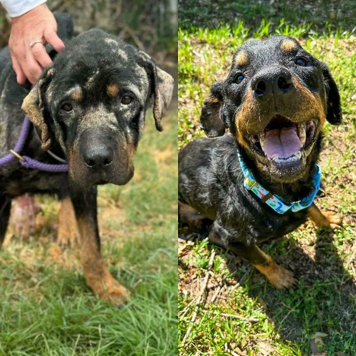 Rescue dog before and after adoption showing transformation and healing power in outdoor grassy setting.