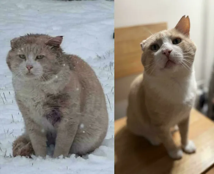 ¡Tres meses antes y después de nuestro ex gato callejero, Adonis!