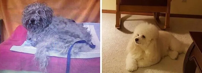 Penny, The Day She Was Found And Now Ten Years Later