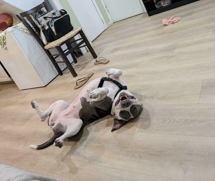 Happy adopted dog lying on its back indoors, showing love and comfort on a wooden floor.