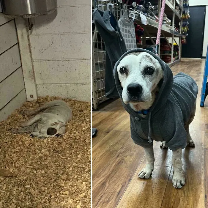 Before and after adoption photos showing a rescue dog’s healing transformation and new life in a cozy gray hoodie.