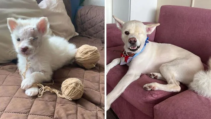 This Is Samuel :) He Was Rescued When He Was Just Two Weeks Old, With His Eye And Skull Exposed (No One Knows Exactly What Happened)