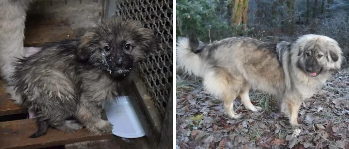 Before and after adoption photos of a rescue dog showing transformation and healing through love and care.