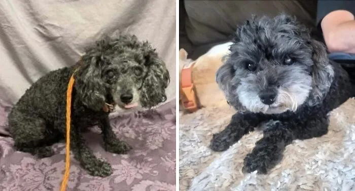 Before and after adoption photos of a rescue dog showing healing and transformation with curly black fur in cozy settings.