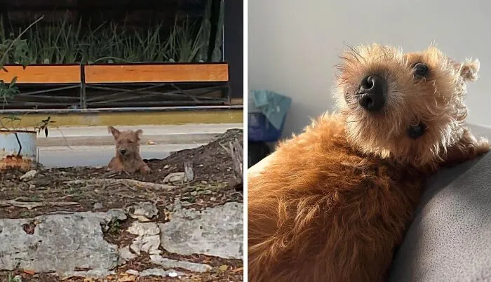 Before and after rescue dog photos showing transformation and healing power through adoption and care.