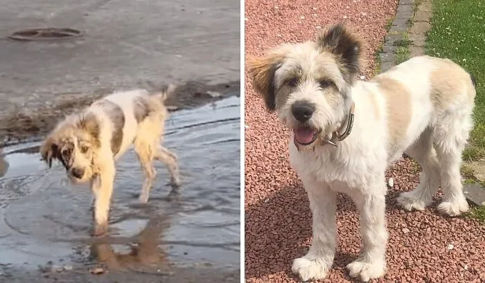Before and after adoption rescue dog photos showing the healing power and transformation of a happy adopted dog.