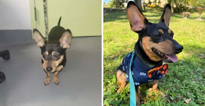 Peanut -- The Rescue Dog That Rescued Me