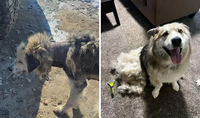 Shiva Is So Proud Of The Amount Of Hair We Brushed Off Today! 💕 She’s Been With Us For More Than A Year Now!