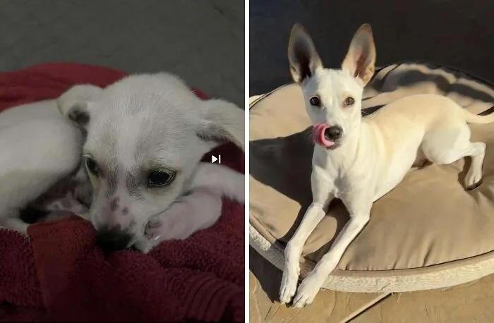 Rescue dog before and after adoption resting on a red towel and lying on a beige dog bed outdoors.