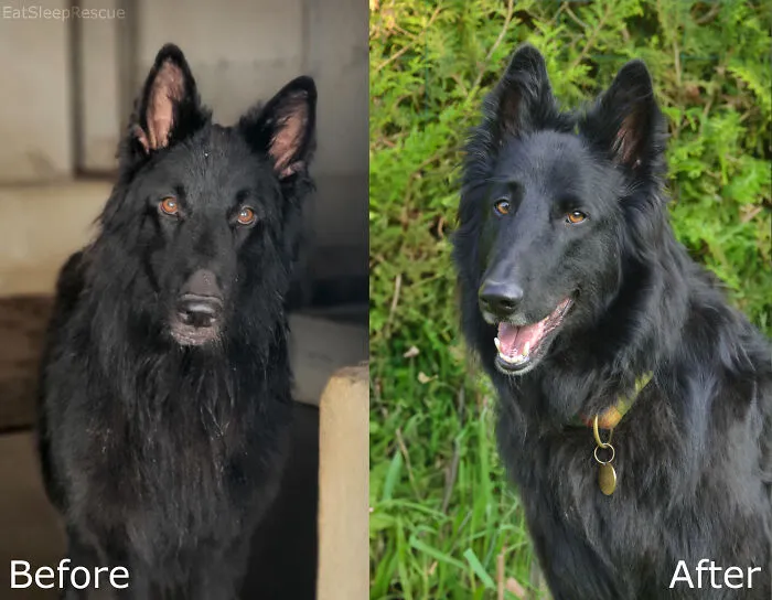 Zuko The Day He Was Rescued By The Shelter vs. Two Years After Being Adopted. ♥🔥
