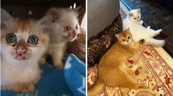 Dos gatitos antes y después