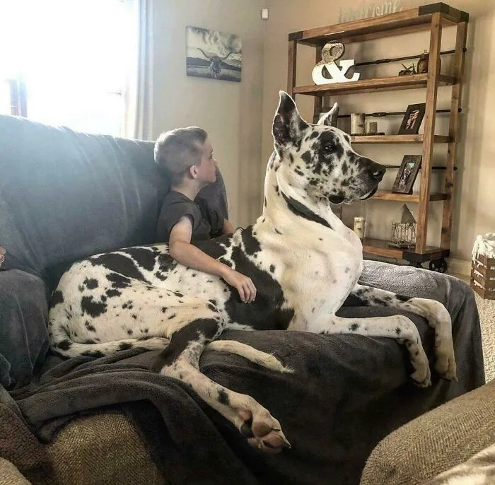 Once A Lap Dog, Always A Lap Dog