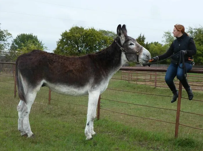 Romulus Is The World's Tallest Living Donkey, As Certified By The Guinness World Records. His Height Is 68 In (172.72 Cm) Weight 1,300 Lb (590 Kg)