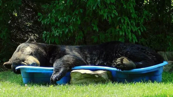 A Woman In Virginia Was Delighted When A Large Black Bear Decided To Take A Nap In A Kiddie Pool She Had In Her Back Yard
