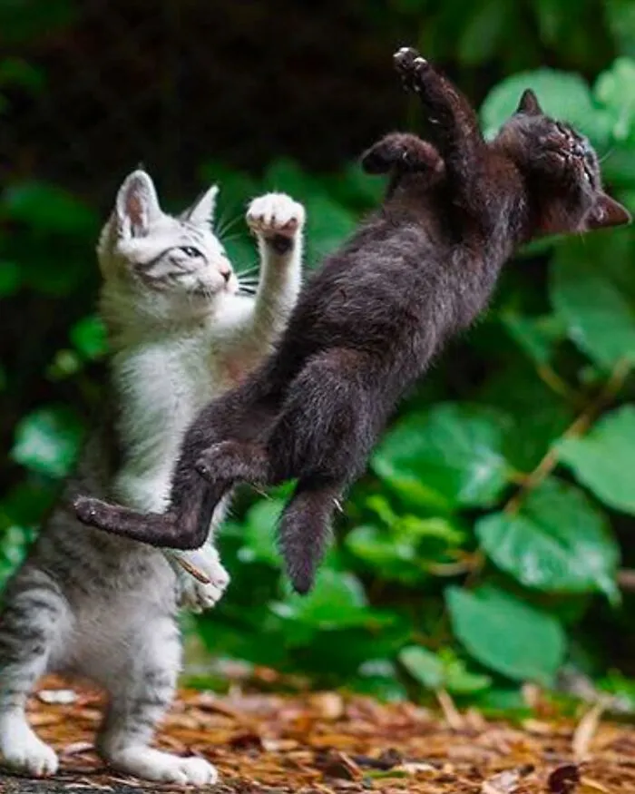 50 Hilariously Chaotic Animal Pics That Slap Harder Than Your Cat While You’re Asleep (New Pics)