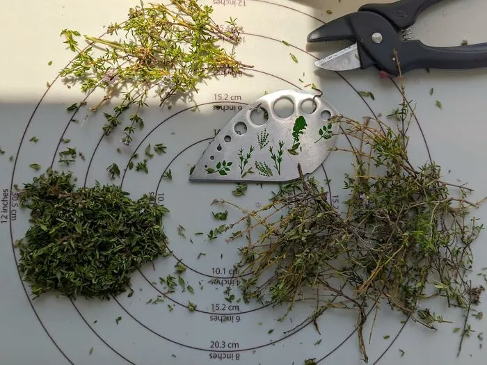 Stripping Fresh Herbs From Their Stems Can Be A Lightning-Fast, Mess-Free Task, Making Your Cooking Prep So Much Easier, With A <a Style="Display:inline;" Href="Https://Www.amazon.com/Stripper-Jiaedge-Stainless-Stripping-Rosemary/Dp/B08r6mprzx?ie=utf8&th=1&linkcode=ll1&tag=bpsalmon-20&linkid=2c8335b8fb1044d2b689f2d0f6734551&language=en_us&ref_=as_li_ss_tl" Target="_blank">  <span Style="Font: Inherit; Color: #d74b1f;"> Herb Stripper</Span>