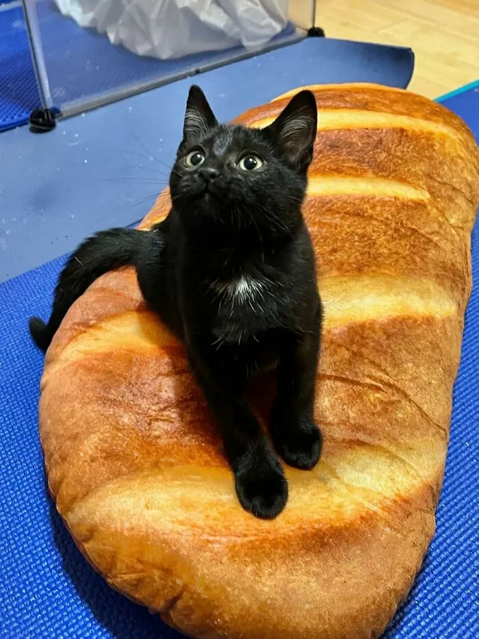 Your Lifelong Dream Of Carbo-Loading In Your Sleep Can Finally Be Realized, No Crumbs Involved, With A Magnificent <a Style="Display:inline;" Href="Https://Www.amazon.com/Simulation-Pillow-Baguette-Cushion-Stuffed/Dp/B07txtsvwb?ie=utf8&th=1&linkcode=ll1&tag=bppanther-20&linkid=337b43c07b13f859638e4b7cfe25d2c3&language=en_us&ref_=as_li_ss_tl" Target="_blank">  <span Style="Font: Inherit; Color: #d74b1f;"> Bread Shaped Pillow </Span>