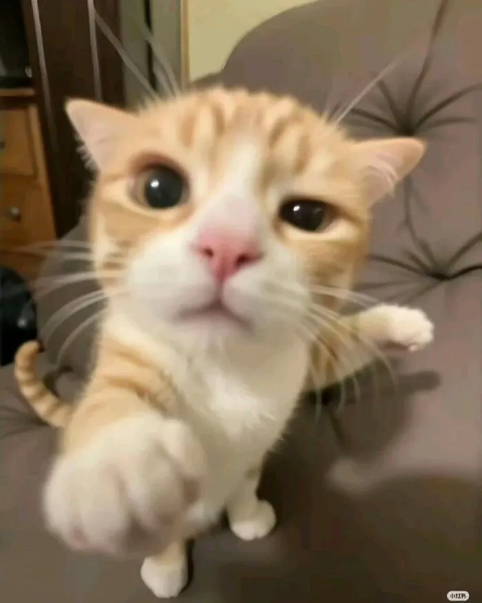 50 Hilariously Chaotic Animal Pics That Slap Harder Than Your Cat While You’re Asleep (New Pics)