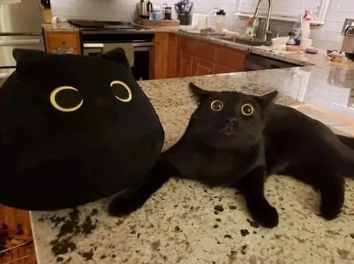 50 Hilariously Chaotic Animal Pics That Slap Harder Than Your Cat While You’re Asleep (New Pics)
