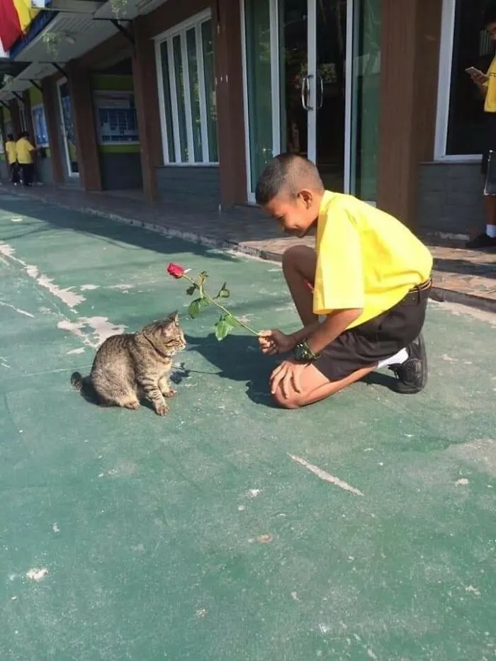 37 Hilarious Cat Moments Caught On Camera, As Shared By “Important Animal Images” (New Pics)