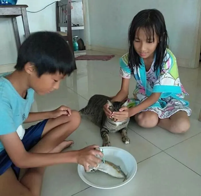 37 Momentos divertidos con gatos que había que compartir