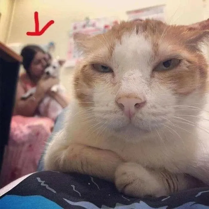 37 Momentos divertidos con gatos que había que compartir