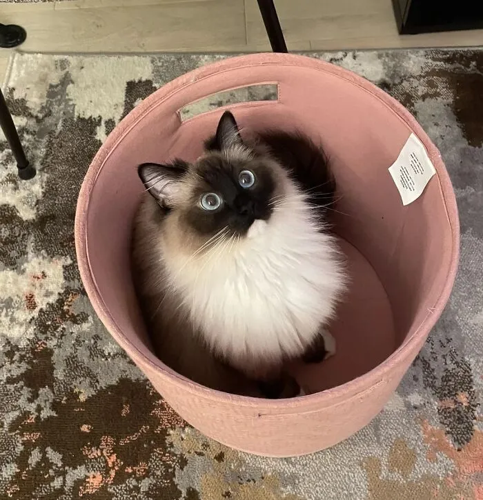 Luna siempre había sido un poco diferente. Mientras otros gatos trepaban por los estantes y se colaban por las puertas abiertas, ella prefería la comodidad de los espacios pequeños y cerrados.