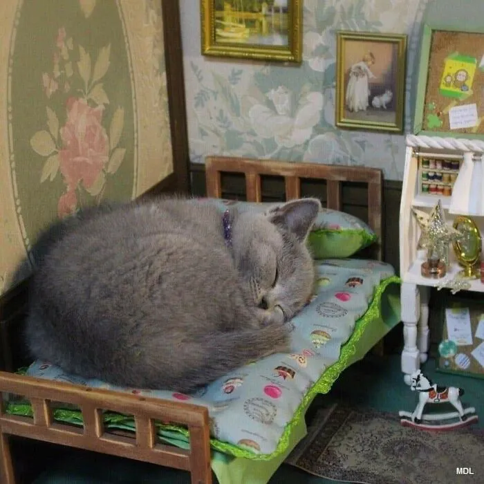 37 Momentos divertidos con gatos que había que compartir