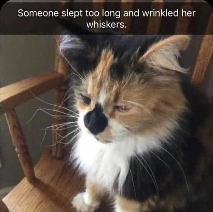 50 Hilariously Chaotic Animal Pics That Slap Harder Than Your Cat While You’re Asleep (New Pics)