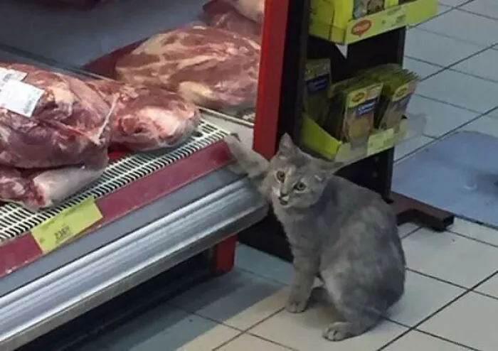 37 Momentos divertidos con gatos que había que compartir