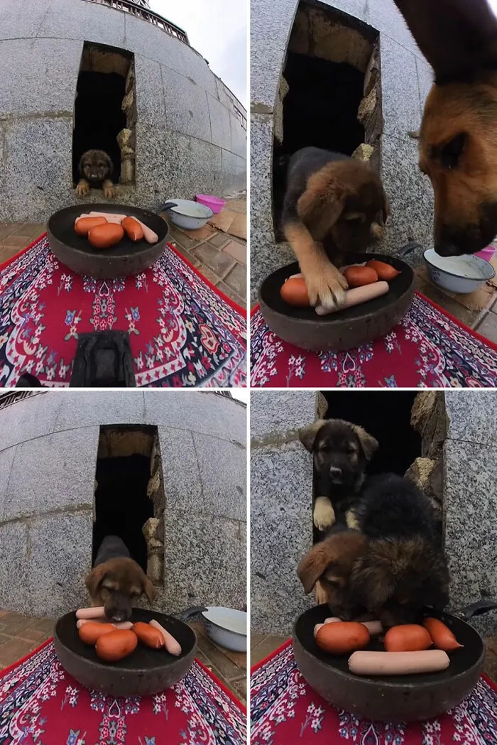 This Guy Has A Clever Way Of Feeding Strays That Might Melt Your Heart (50 Pics)