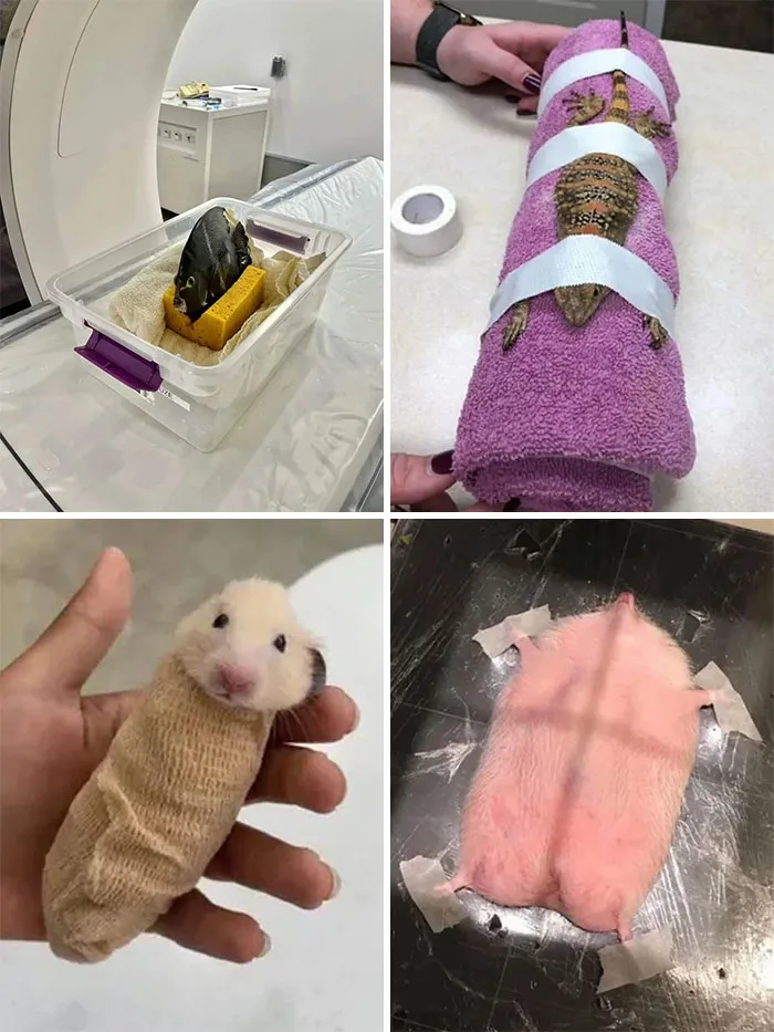 Algunas de mis imágenes favoritas de animales sometidos a tomografías computarizadas