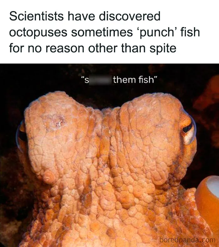 Close-up of an octopus with funny caption about punching fish, showcasing hilariously random posts that get funnier the less sense they make.