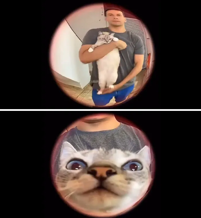 When Your Cat Escapes And Your Neighbor Returns Him