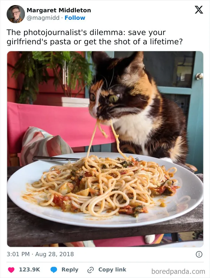 50 Times Cats Committed The Most Annoying Crimes But People Just Couldn’t Be Mad At Them (New Pics)