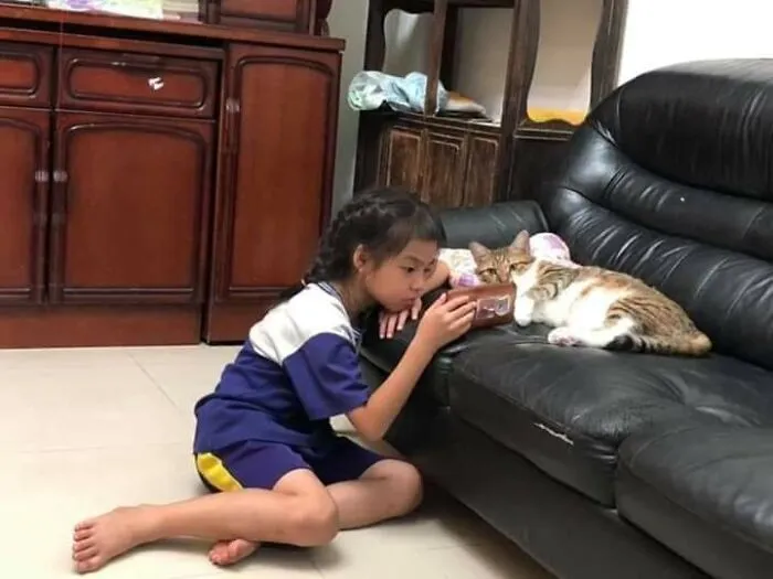 37 Momentos divertidos con gatos que había que compartir