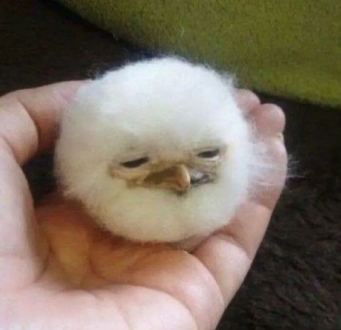 50 Hilariously Chaotic Animal Pics That Slap Harder Than Your Cat While You’re Asleep (New Pics)