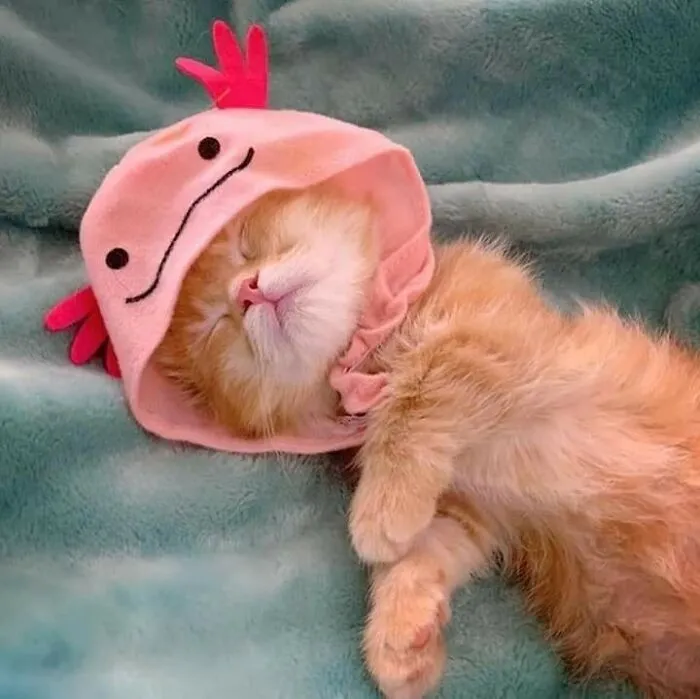 Gato dormido con gorro rosado divertido, momentos graciosos con gatos que cautivan por su ternura y humor.