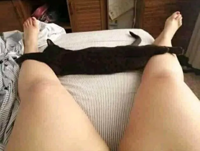 Gato negro estirado entre las piernas de una persona en la cama, mostrando momentos divertidos con gatos en casa.
