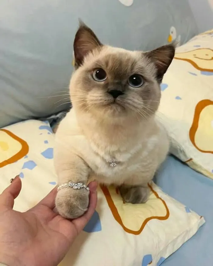 Un anillo para ti 💍