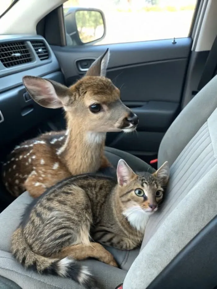 Adorable 🥰😻💕