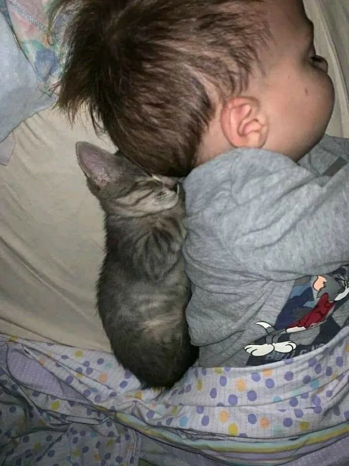 37 Momentos divertidos con gatos que había que compartir