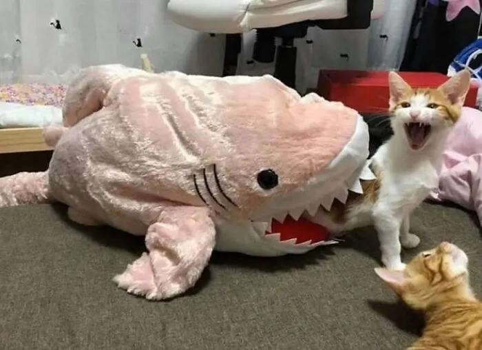 50 Hilariously Chaotic Animal Pics That Slap Harder Than Your Cat While You’re Asleep (New Pics)