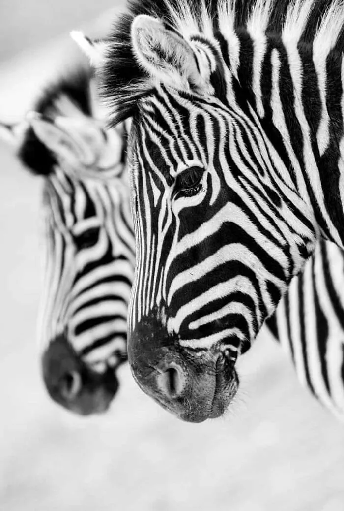 I Took 35 Stunning Wildlife Photos Just Two Kilometers From Home