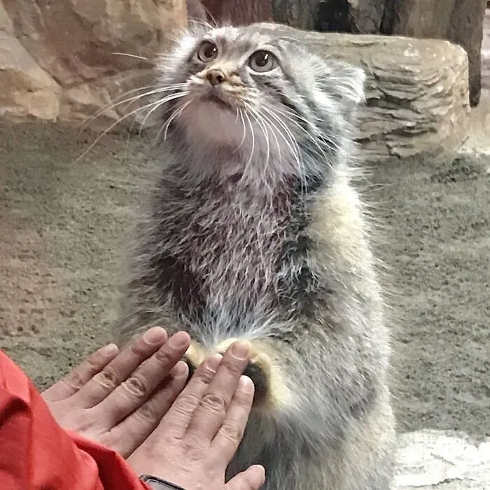 50 Hilariously Chaotic Animal Pics That Slap Harder Than Your Cat While You’re Asleep (New Pics)