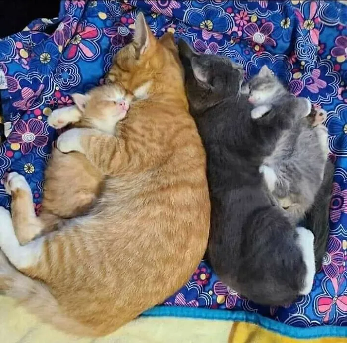 37 Momentos divertidos con gatos que había que compartir