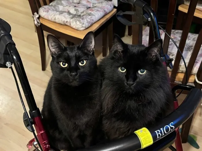 No nacieron juntos. No vinieron de las mismas calles, ni de los mismos hogares, ni siquiera del mismo pasado. Pero de alguna manera, se habían convertido en una familia.