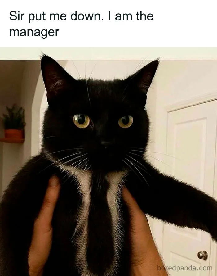 50 Posts And Memes You Probably Will Love As Much As Cats Love Catnip