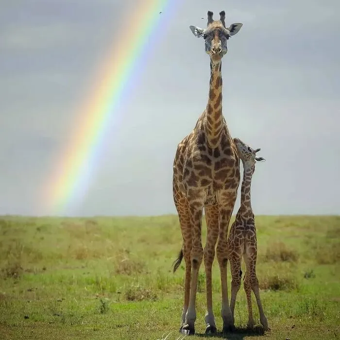 31 Adorables fotos de fauna que celebran a las madres y sus crías
