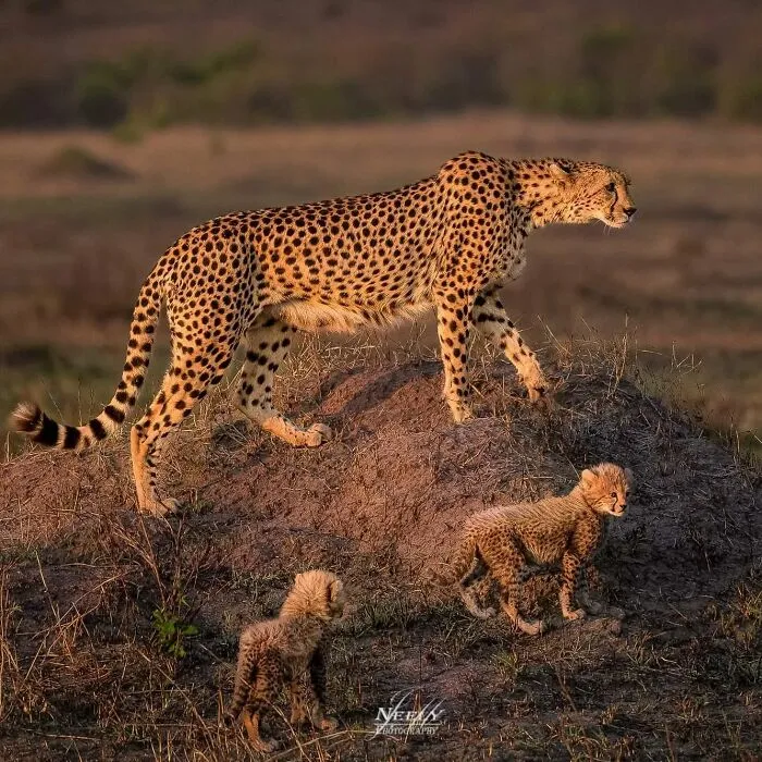 31 Adorables fotos de fauna que celebran a las madres y sus crías